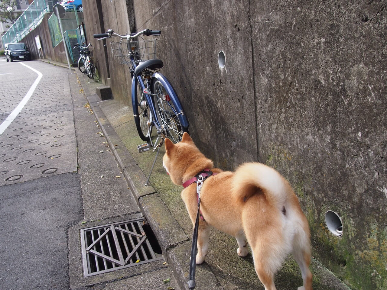 开云娱乐官网-NBA官方宣布：2025全明星赛将在芝加哥举行，21年nba全明星赛