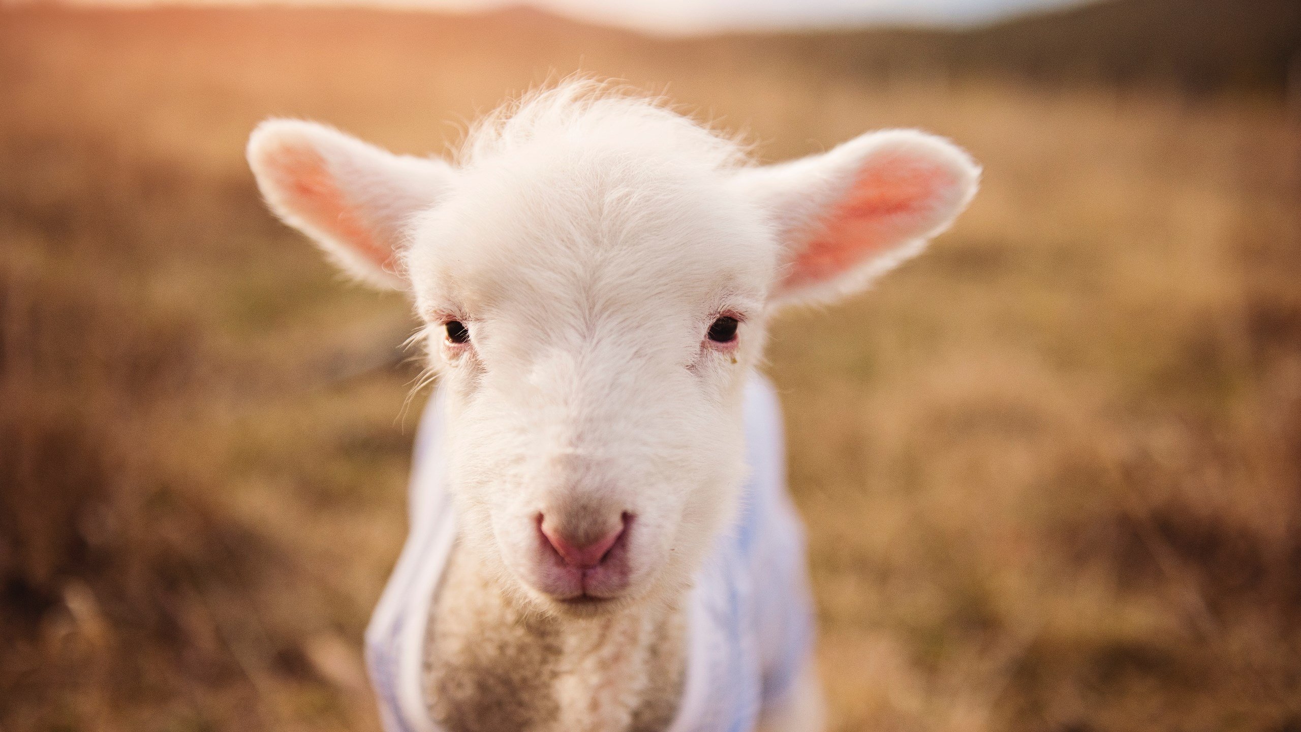 开云体育在线赛事直播-_攀岩飞跃极限：征服巍峨山峰_，攀岩跳跃