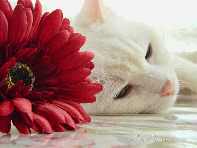 开云体育中国官网-_文化交流赛：不同国家代表团激情碰撞_，不同国家的代表