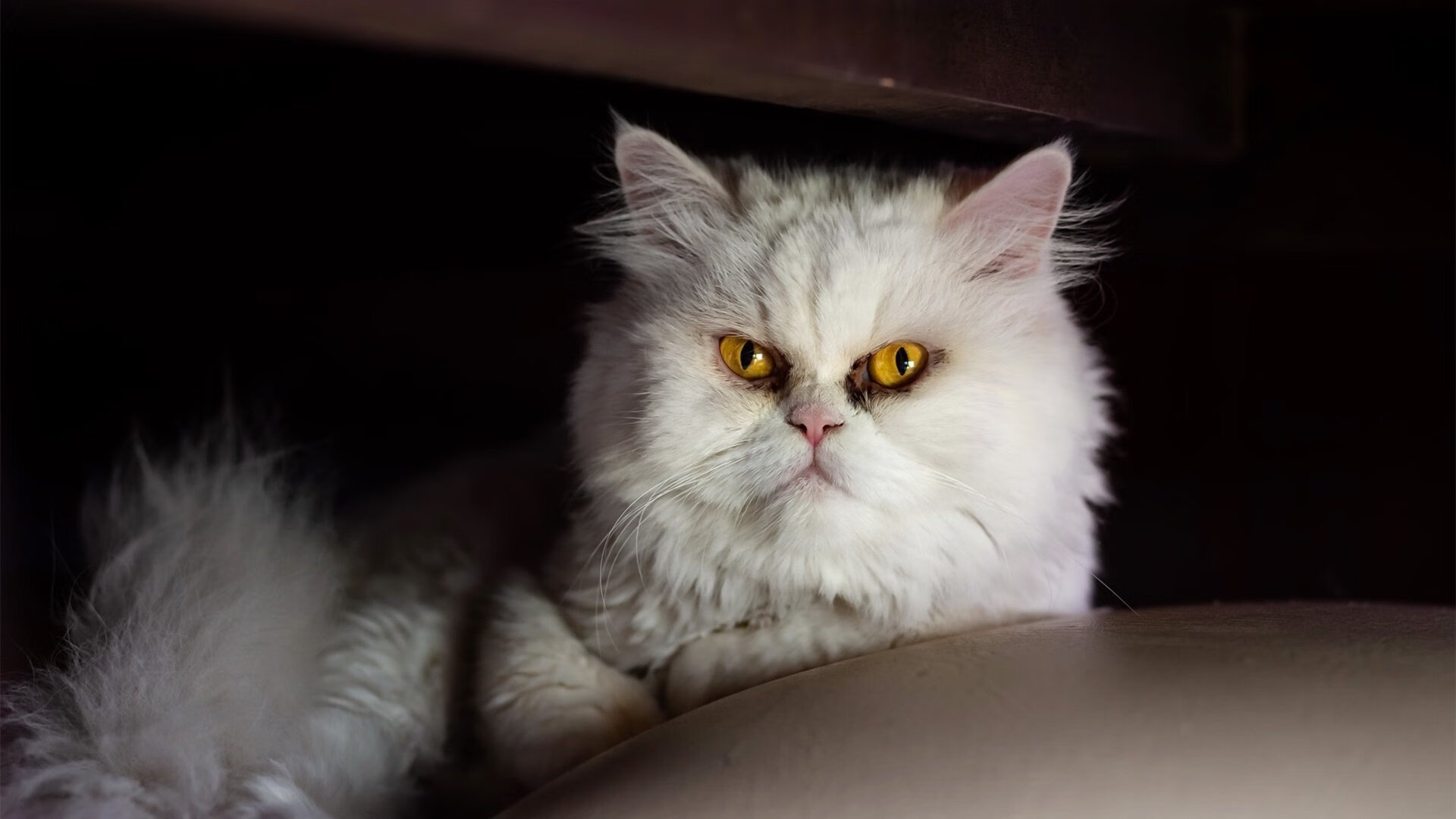 国际体操公开赛中国选手多次夺冠，实力强劲，体操国际比赛